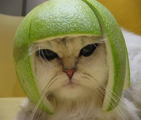 Limecat