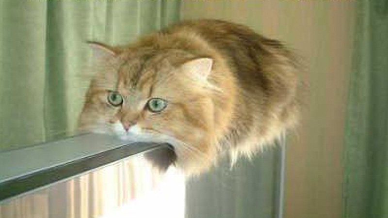 Monorail Cat