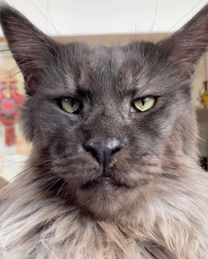 Maine Coon