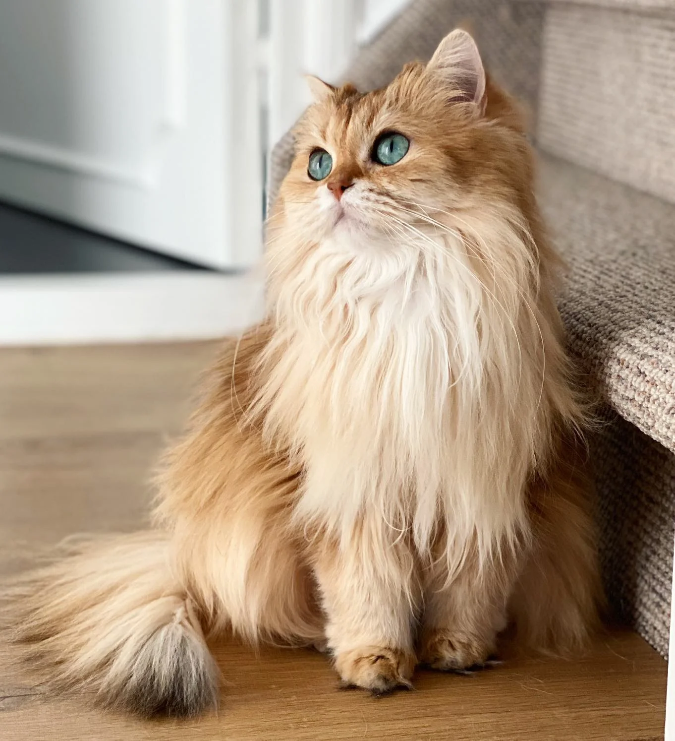 British Longhair